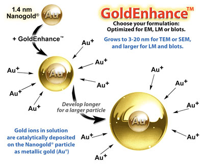 GoldEnhance Diagram (38k)