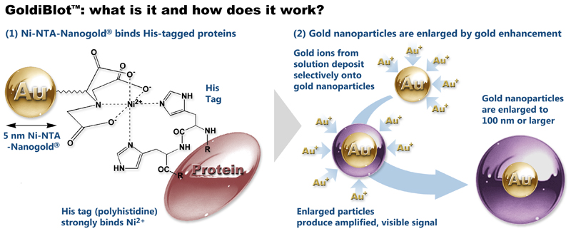structure of Ni-NTA-Nanogold® and process of gold enhancement